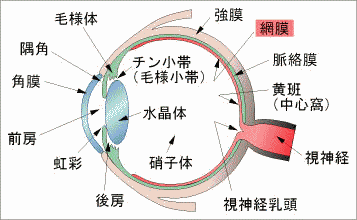 レーシック用語・網膜
